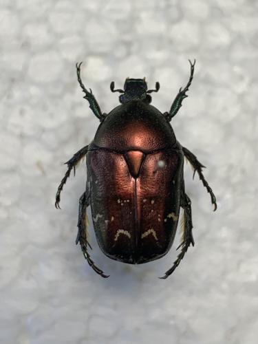Réf. 338 079 : Potosia cuprea
