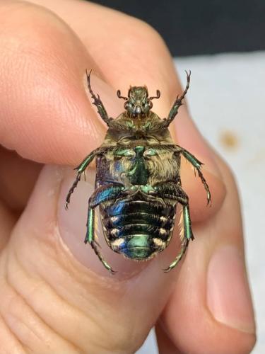 Réf. 338 083 : Potosia cuprea