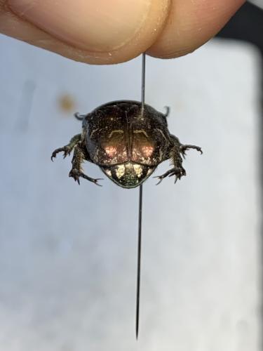 Réf. 338 175 : Potosia cuprea