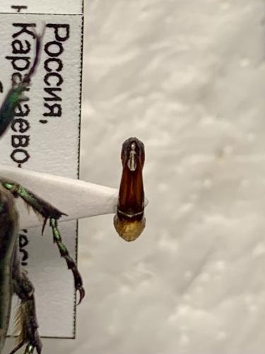 Réf. 338 084 : Potosia cuprea