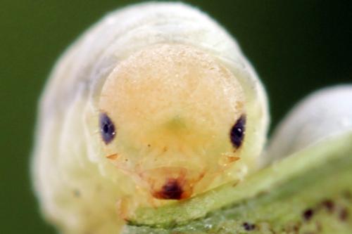 Réf. 338 318 : Pachyprotasis simulans