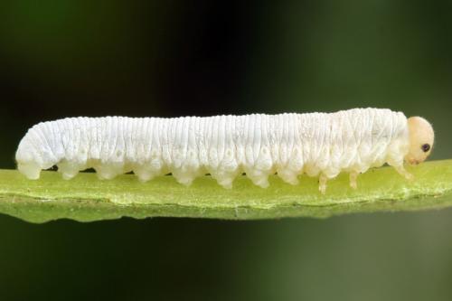 Réf. 338 319 : Pachyprotasis simulans