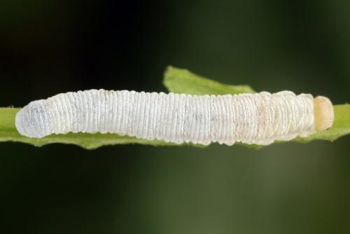 Réf. 338 320 : Pachyprotasis simulans