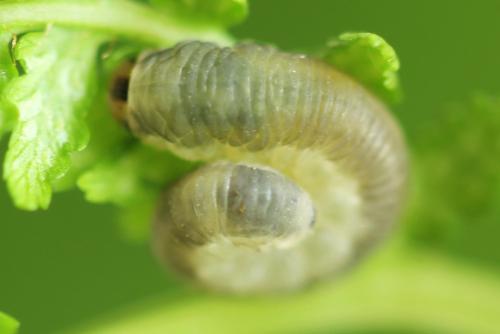 Empria tridens