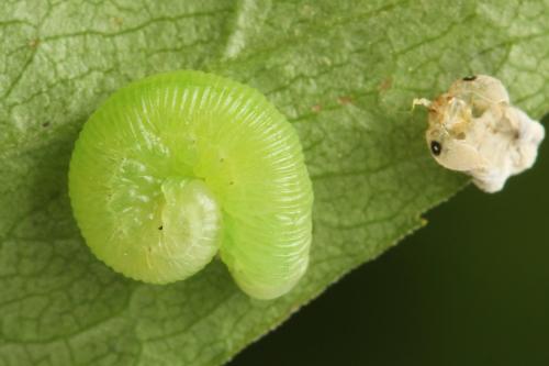 Réf. 338 329 : Pachyprotasis simulans