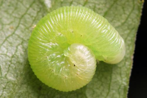 Réf. 338 330 : Pachyprotasis simulans