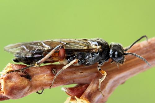 Réf. 338 806 : Taxonus agrorum