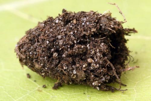 Réf. 338 339 : Pachyprotasis simulans