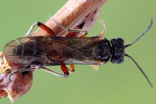 Taxonus agrorum