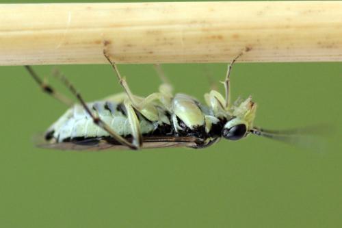 Réf. 338 340 : Pachyprotasis simulans