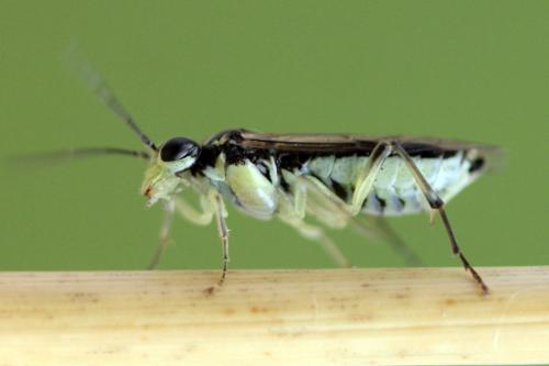 Réf. 338 341 : Pachyprotasis simulans