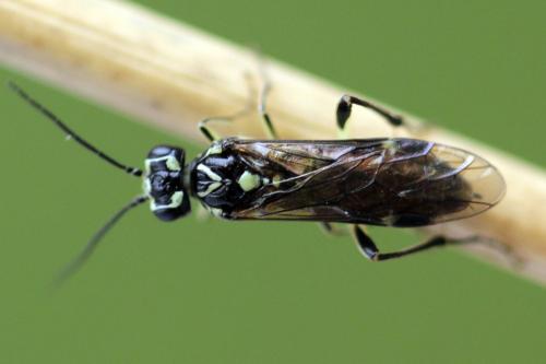 Réf. 338 342 : Pachyprotasis simulans