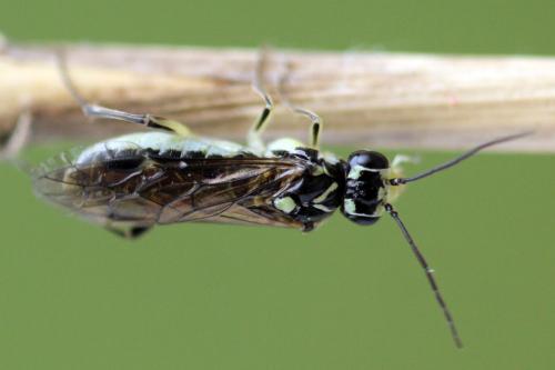 Réf. 338 343 : Pachyprotasis simulans
