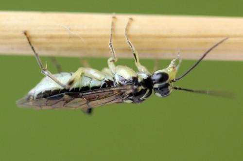 Réf. 338 344 : Pachyprotasis simulans