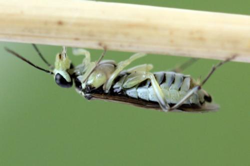 Réf. 338 346 : Pachyprotasis simulans