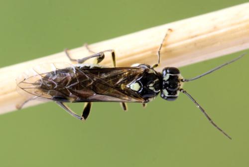 Pachyprotasis simulans