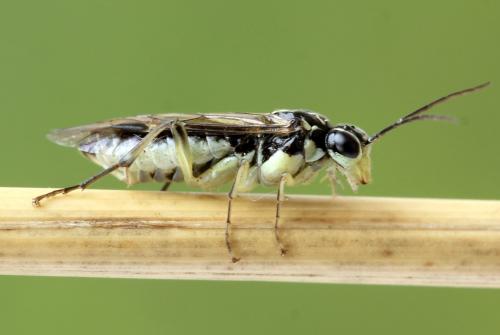 Réf. 338 279 : Pachyprotasis simulans