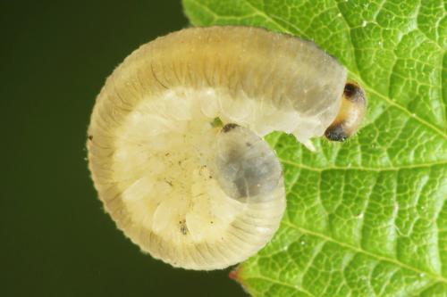 Empria tridens
