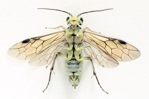 Réf. 338 348 : Pachyprotasis simulans