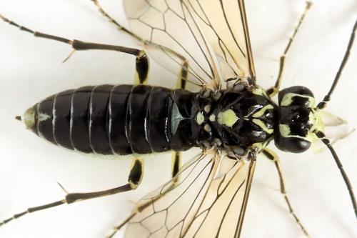 Réf. 338 349 : Pachyprotasis simulans