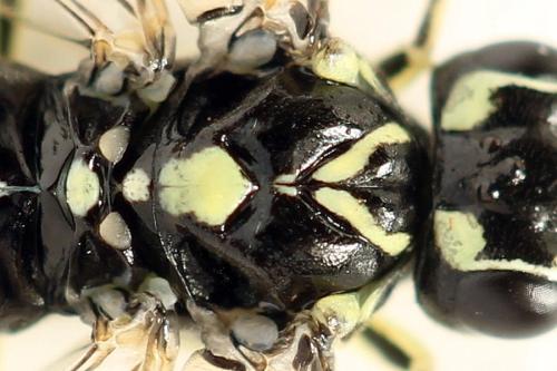 Réf. 338 350 : Pachyprotasis simulans