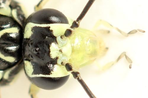 Réf. 338 351 : Pachyprotasis simulans