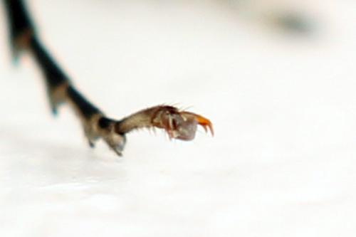 Réf. 338 352 : Pachyprotasis simulans