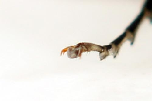 Réf. 338 353 : Pachyprotasis simulans