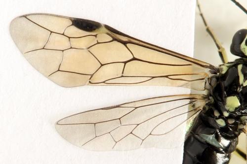 Réf. 338 354 : Pachyprotasis simulans