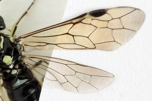 Réf. 338 355 : Pachyprotasis simulans