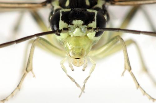 Réf. 338 356 : Pachyprotasis simulans