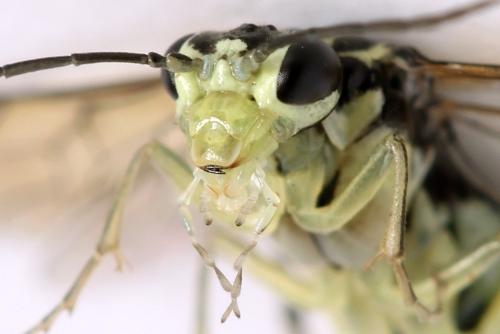 Réf. 338 357 : Pachyprotasis simulans