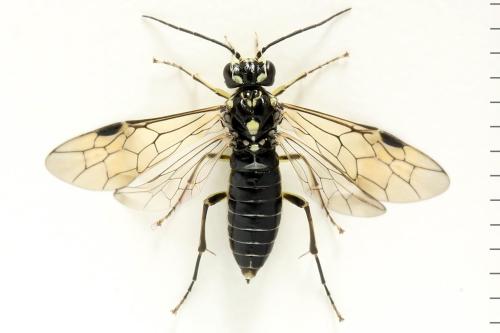 Réf. 338 280 : Pachyprotasis simulans