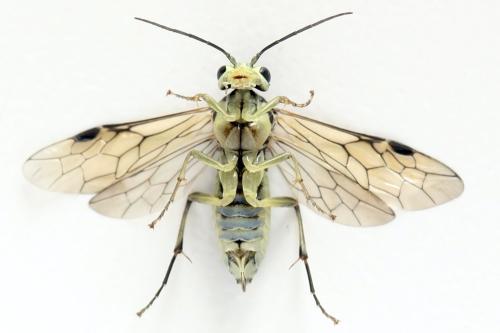Réf. 338 281 : Pachyprotasis simulans