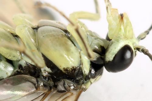 Réf. 338 395 : Pachyprotasis simulans