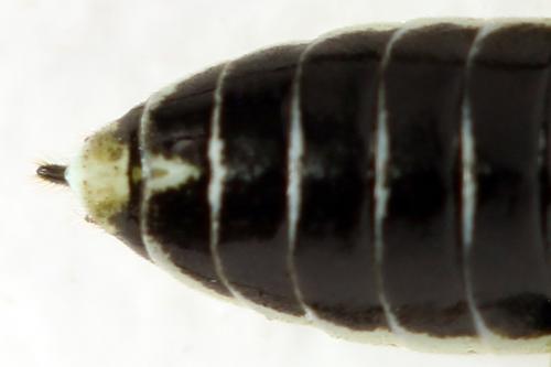 Réf. 338 404 : Pachyprotasis simulans