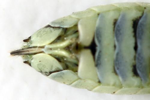 Réf. 338 413 : Pachyprotasis simulans