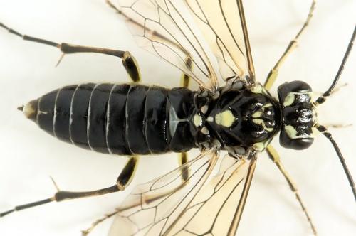 Réf. 338 282 : Pachyprotasis simulans