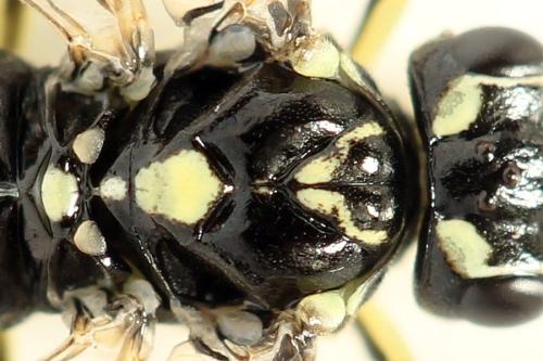 Réf. 338 283 : Pachyprotasis simulans