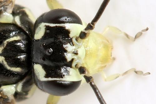 Réf. 338 284 : Pachyprotasis simulans