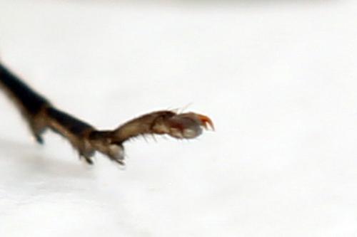 Réf. 338 285 : Pachyprotasis simulans