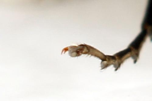 Réf. 338 286 : Pachyprotasis simulans