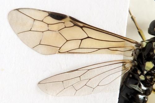 Réf. 338 287 : Pachyprotasis simulans