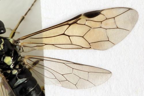 Réf. 338 288 : Pachyprotasis simulans