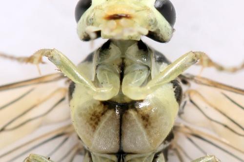 Réf. 338 289 : Pachyprotasis simulans