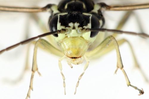 Réf. 338 290 : Pachyprotasis simulans