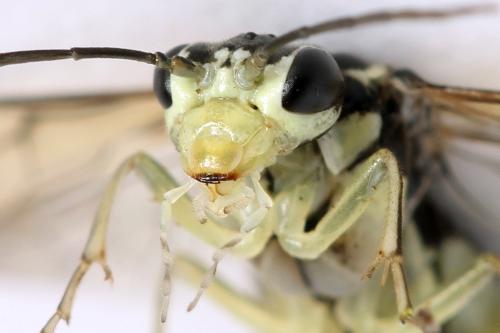 Réf. 338 291 : Pachyprotasis simulans