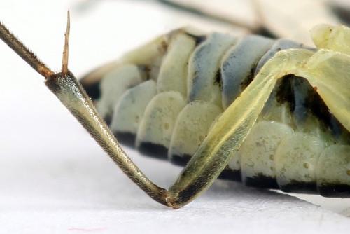 Réf. 338 292 : Pachyprotasis simulans