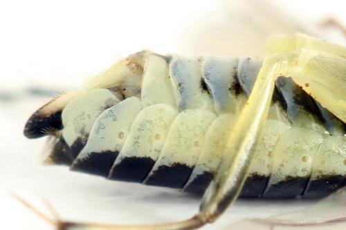 Réf. 338 293 : Pachyprotasis simulans