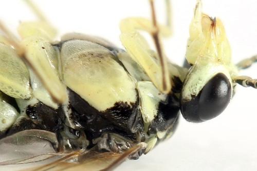 Réf. 338 294 : Pachyprotasis simulans